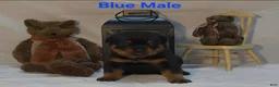Rottweiler dogs for sale: Blue male - Ad 3