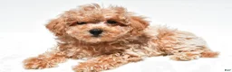 Maltipoo dogs for sale: Captain - Ad 5
