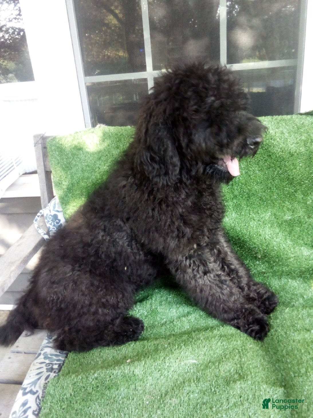 Goldendoodle dogs Buddy F1B - Ad 2