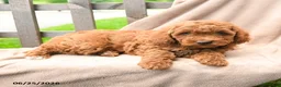 Cavapoo dogs for sale: Kamden - Ad 3