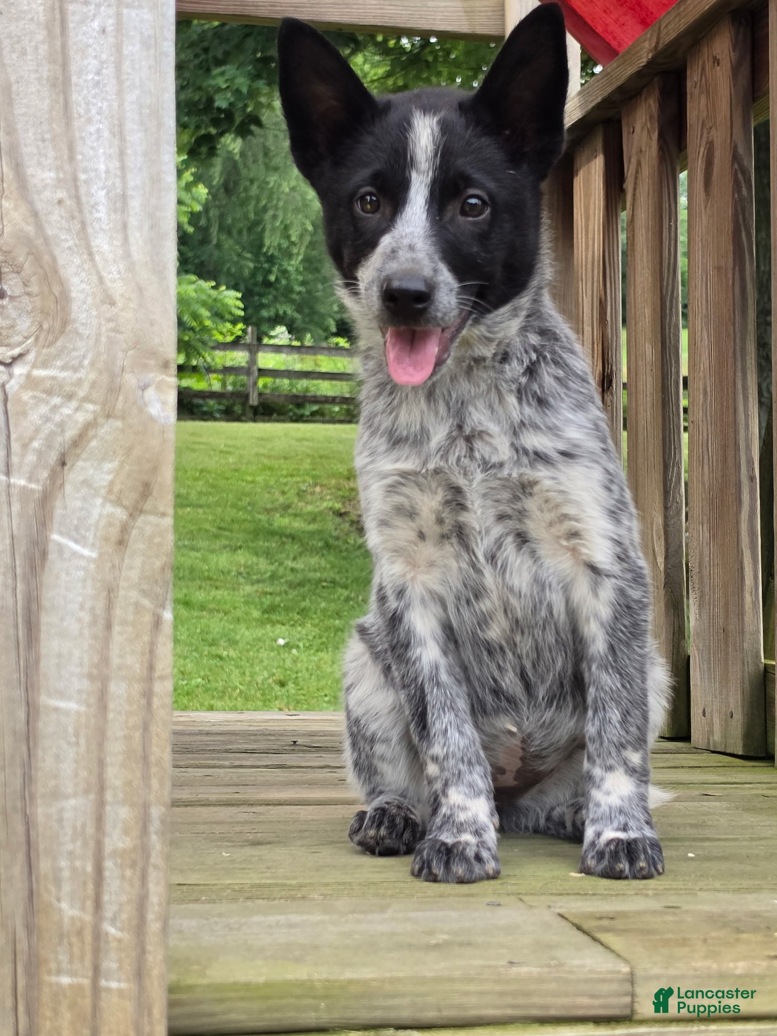 Mixed Breed dogs Cali - Ad 34