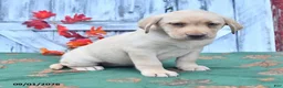 Labrador Retriever dogs for sale: Hazel - Ad 4