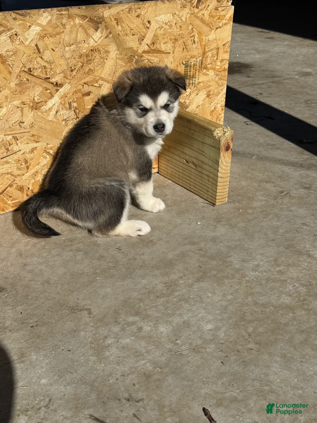 Alaskan Malamute dogs for sale: Alaskan Malamute Puppy 2 - Ad 4