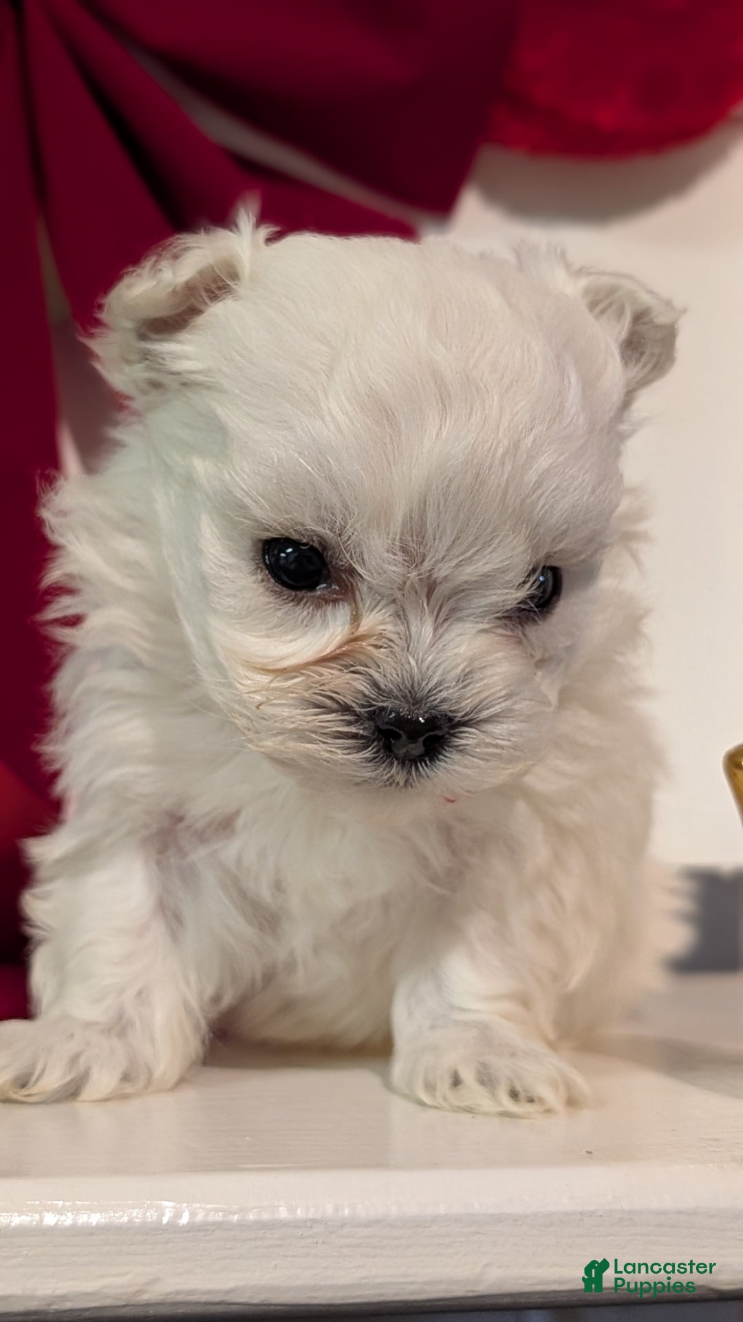 Maltese dogs for sale: Kai - Ad 6