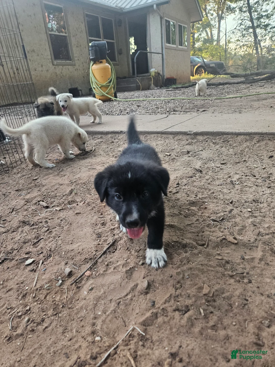 Mixed Breed dogs for sale: Mixed Breed 2 - Ad 2