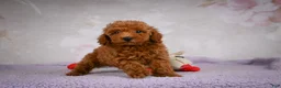 Miniature Poodle dogs for sale: Jake - Ad 6