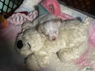 Yorkshire Terrier dogs for sale: AKC platinum Savvy - Ad 3
