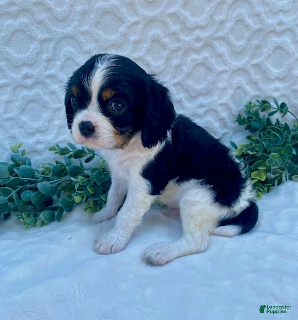 Cavalier King Charles Spaniel dogs George- genetic clear - Ad 2