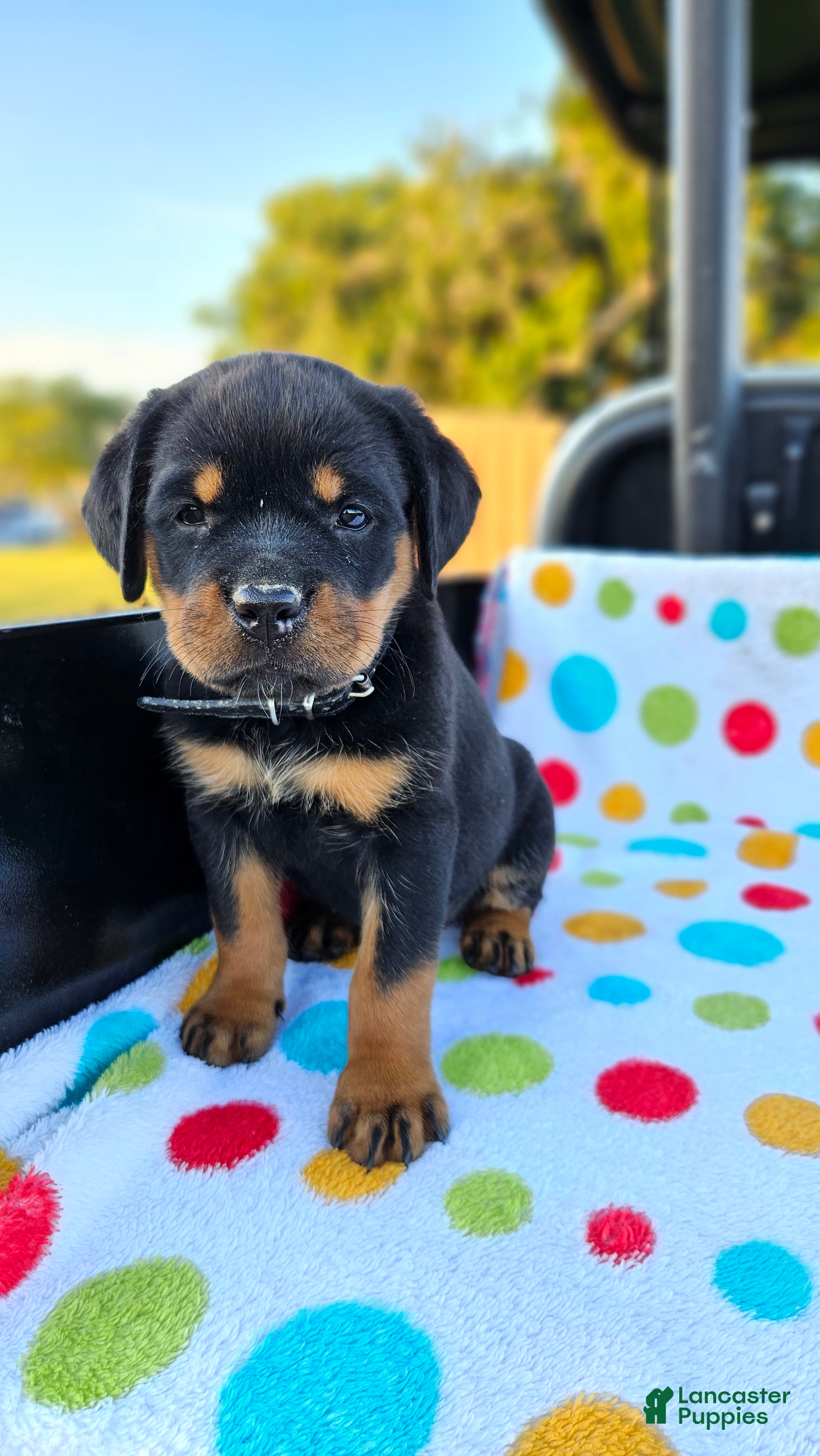 Rottweiler dogs Brynn - Ad 1