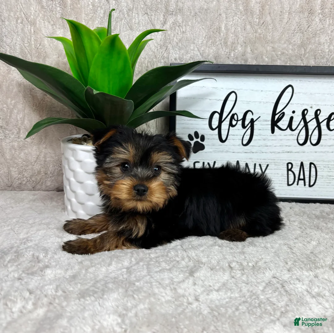 Yorkshire Terrier dogs for sale: Timmy - Ad 1