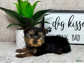 Yorkshire Terrier dogs Timmy - Ad 33