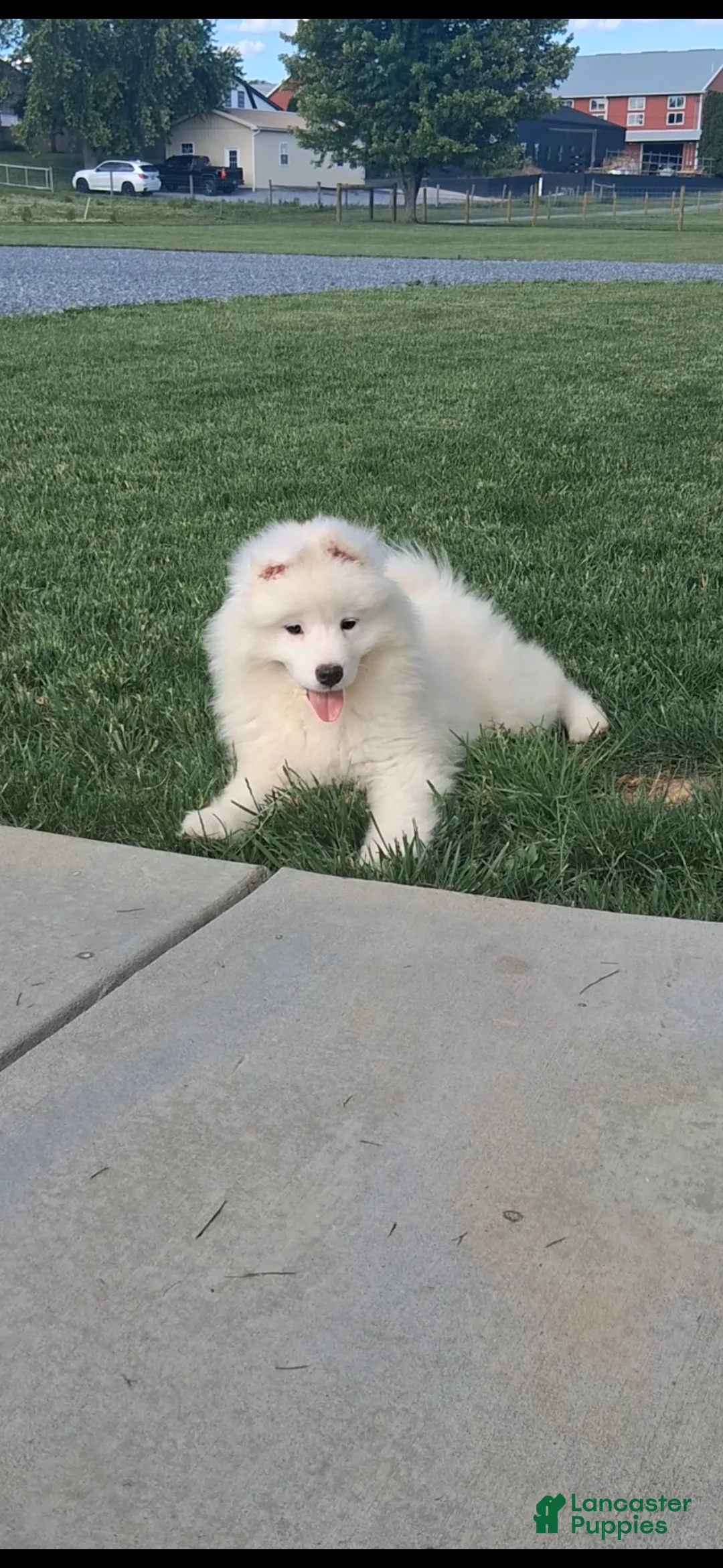 Samoyed dogs for sale: Serena - Ad 1