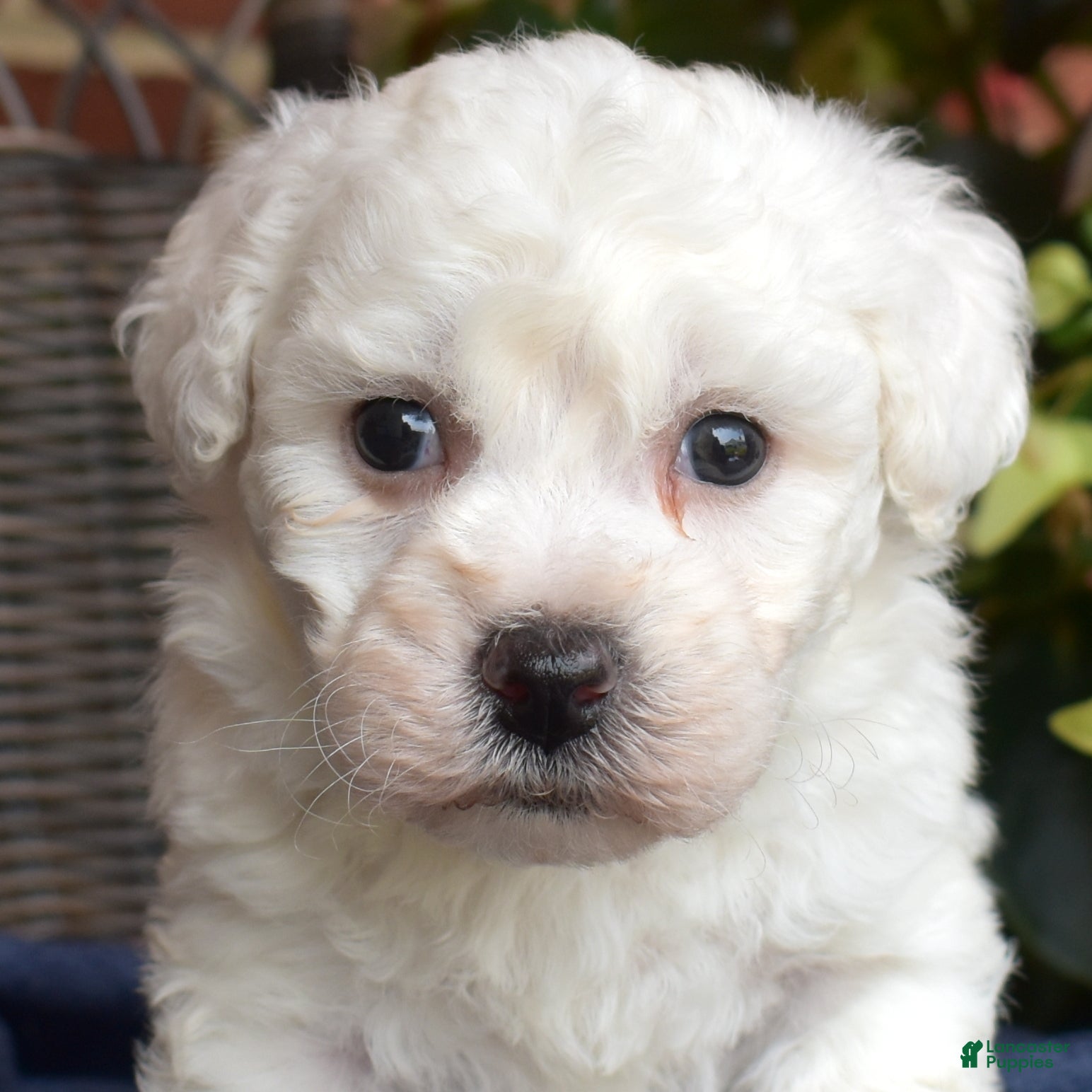 Bichon Frise dogs Winter - Ad 1