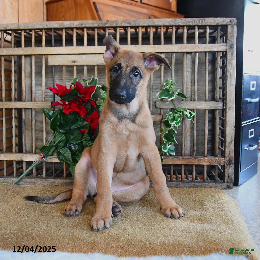 Mixed Breed dogs for sale: Omelet  - Ad 4