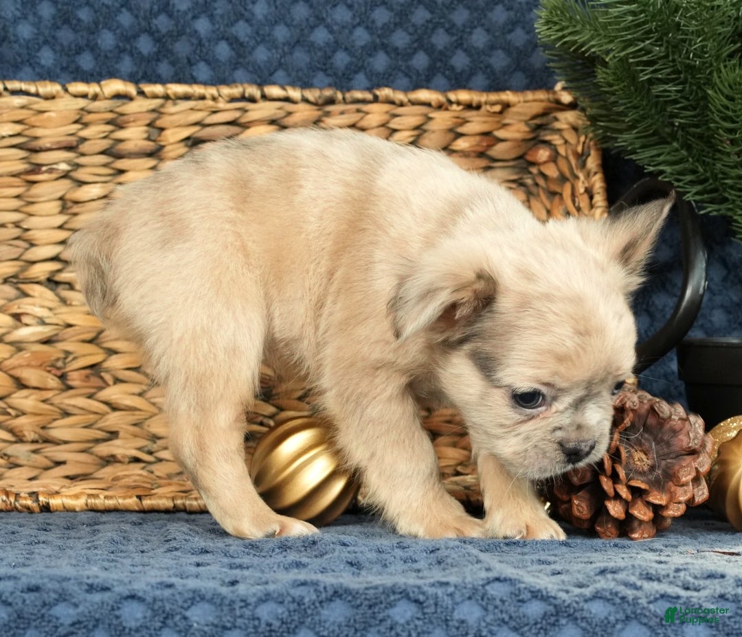 French Bulldog dogs for sale: Avril - Ad 4