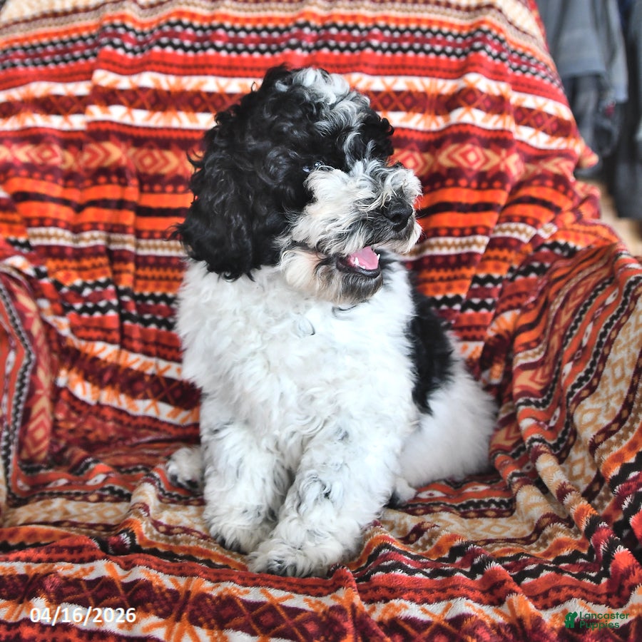 Mini Aussiedoodle dogs Snoopy - Ad 2