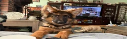 German Shepherd dogs for sale: Cuddles - Ad 18