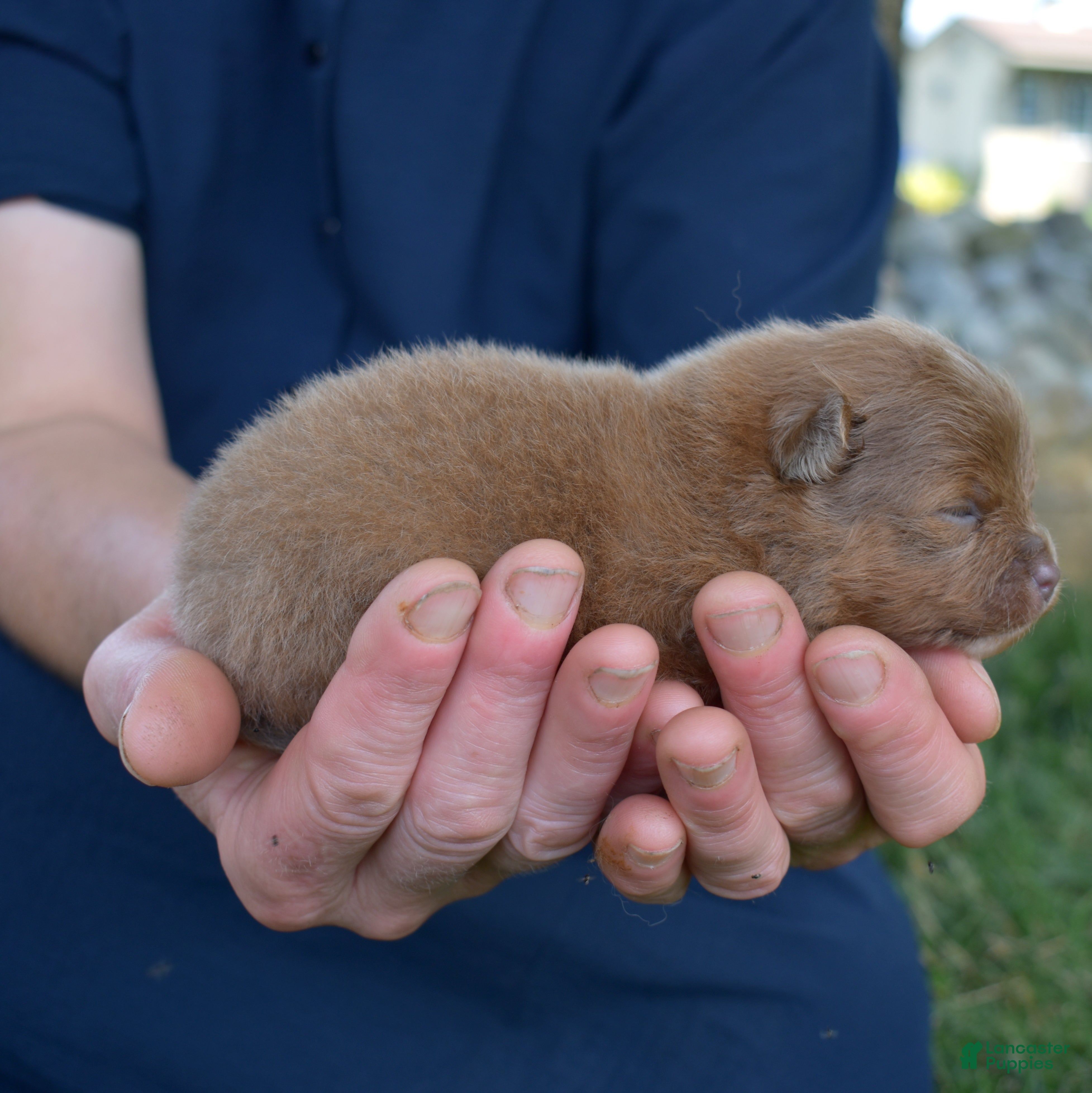 Pomeranian dogs Rosemary - Ad 2