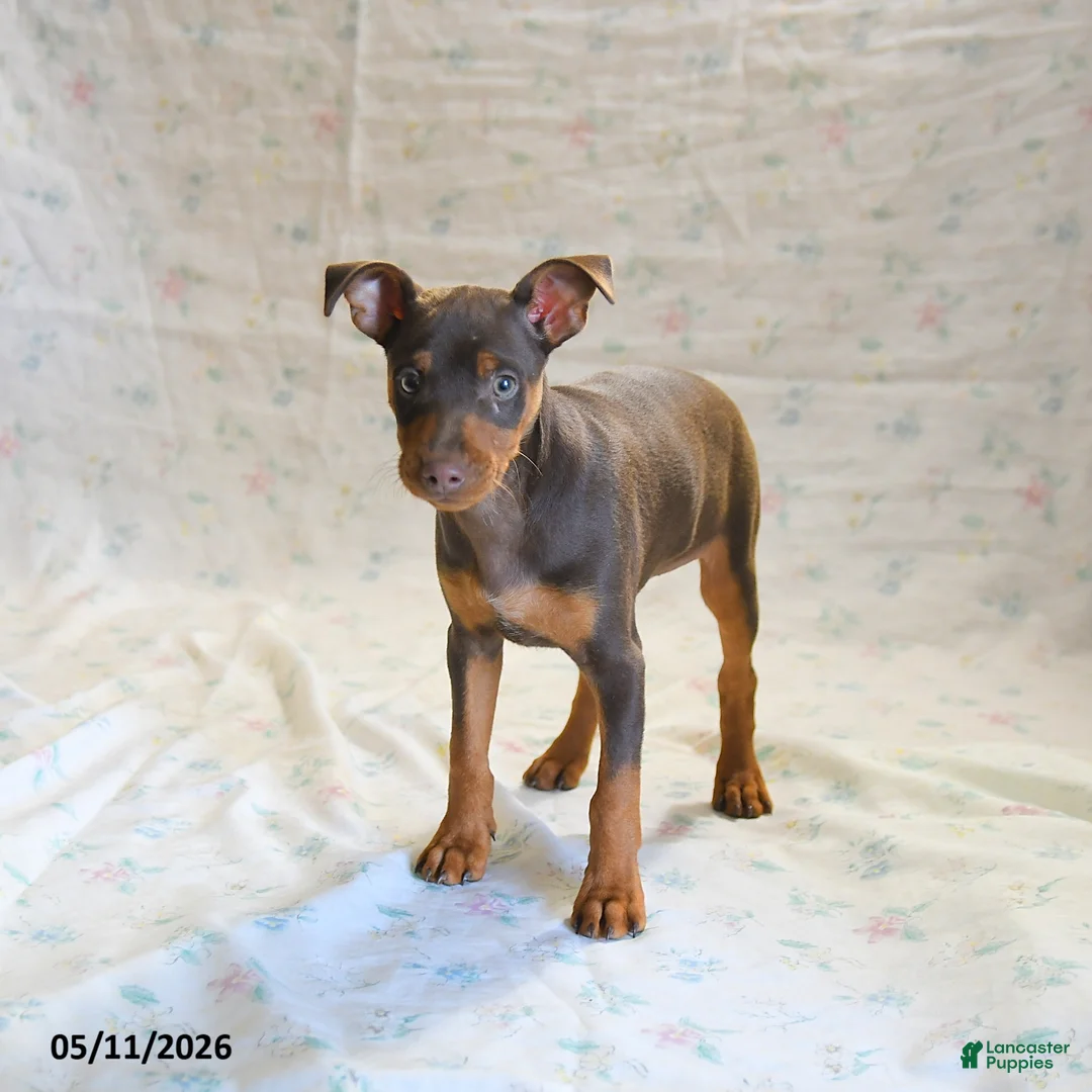 Miniature Pinscher dogs for sale: Titan - Ad 2