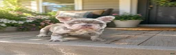 French Bulldog dogs for sale: French Bulldog  - Ad 4