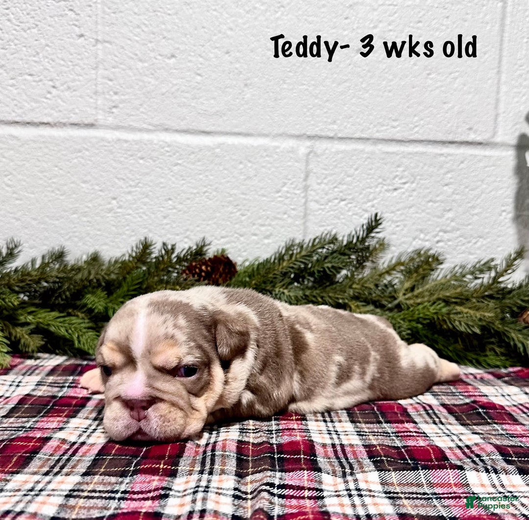English Bulldog dogs for sale: Teddy - Ad 3