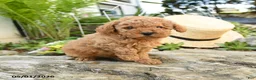 Toy Poodle dogs for sale: Peaches - Ad 3