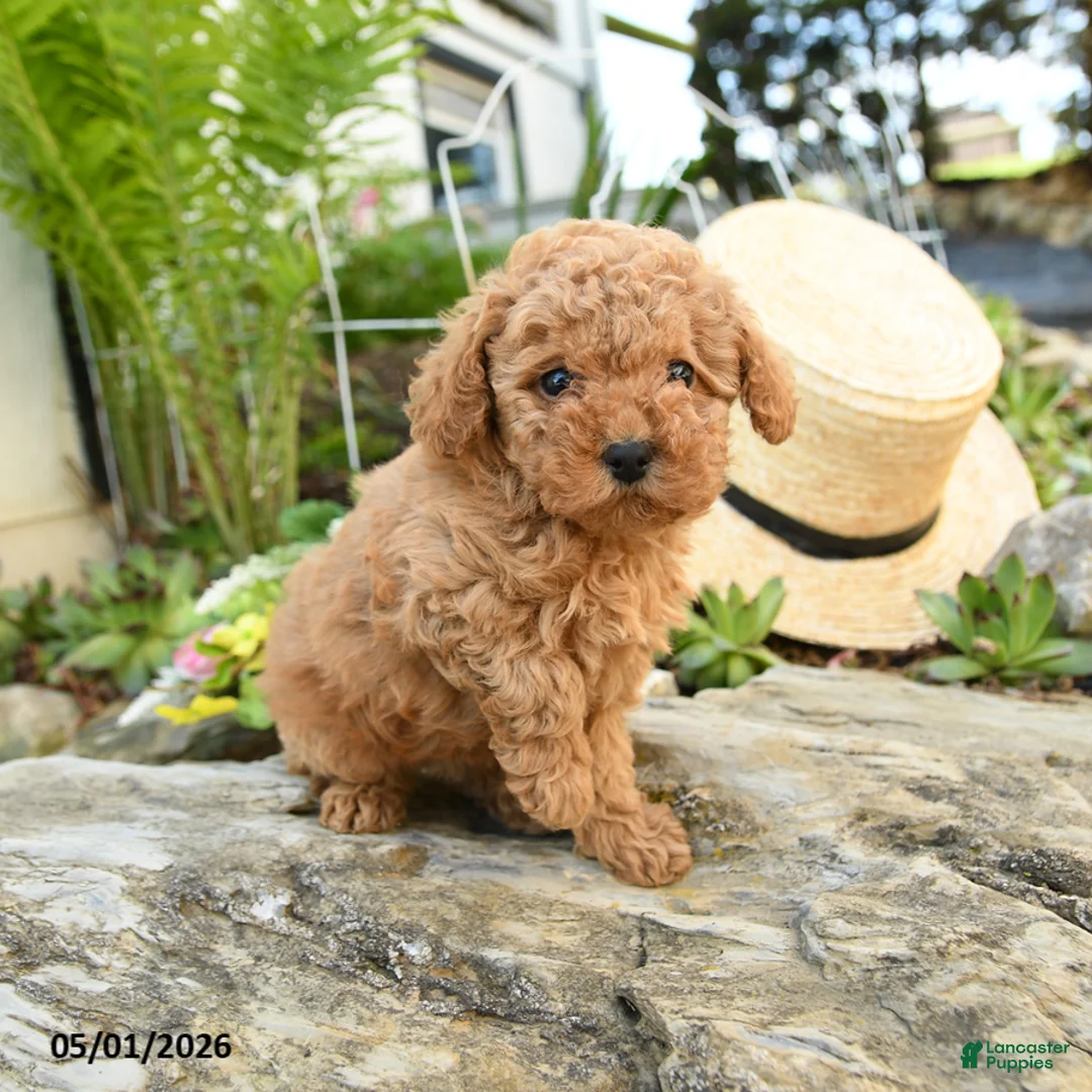 Toy Poodle dogs for sale: Peaches - Ad 3