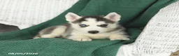 Siberian Husky dogs for sale: Violet - Ad 3