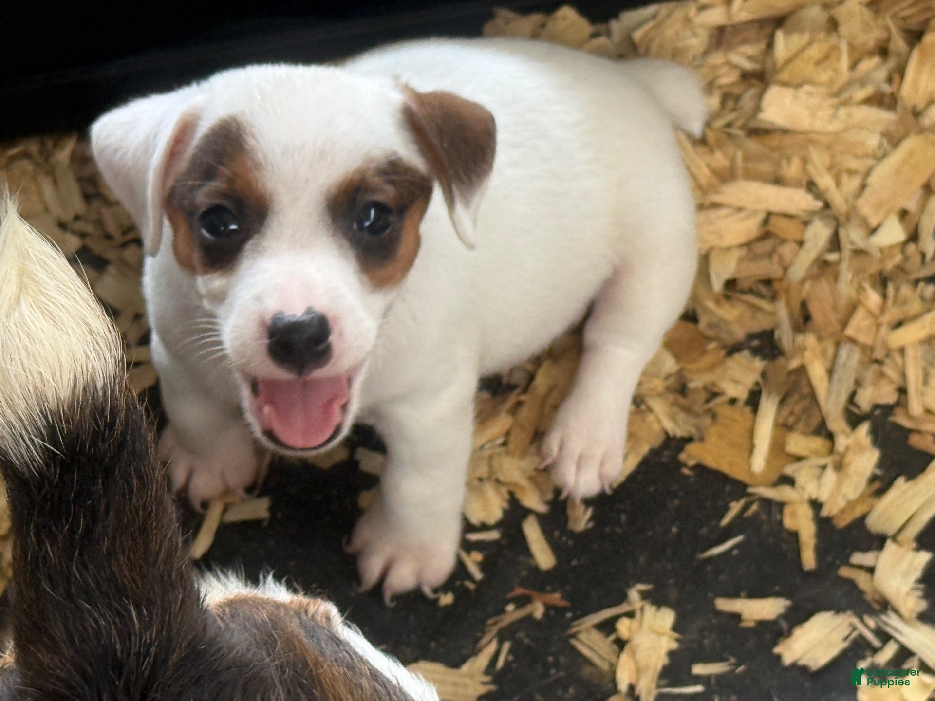 Jack Russell Terrier dogs Jack Russell Terrier 1 - Ad 2