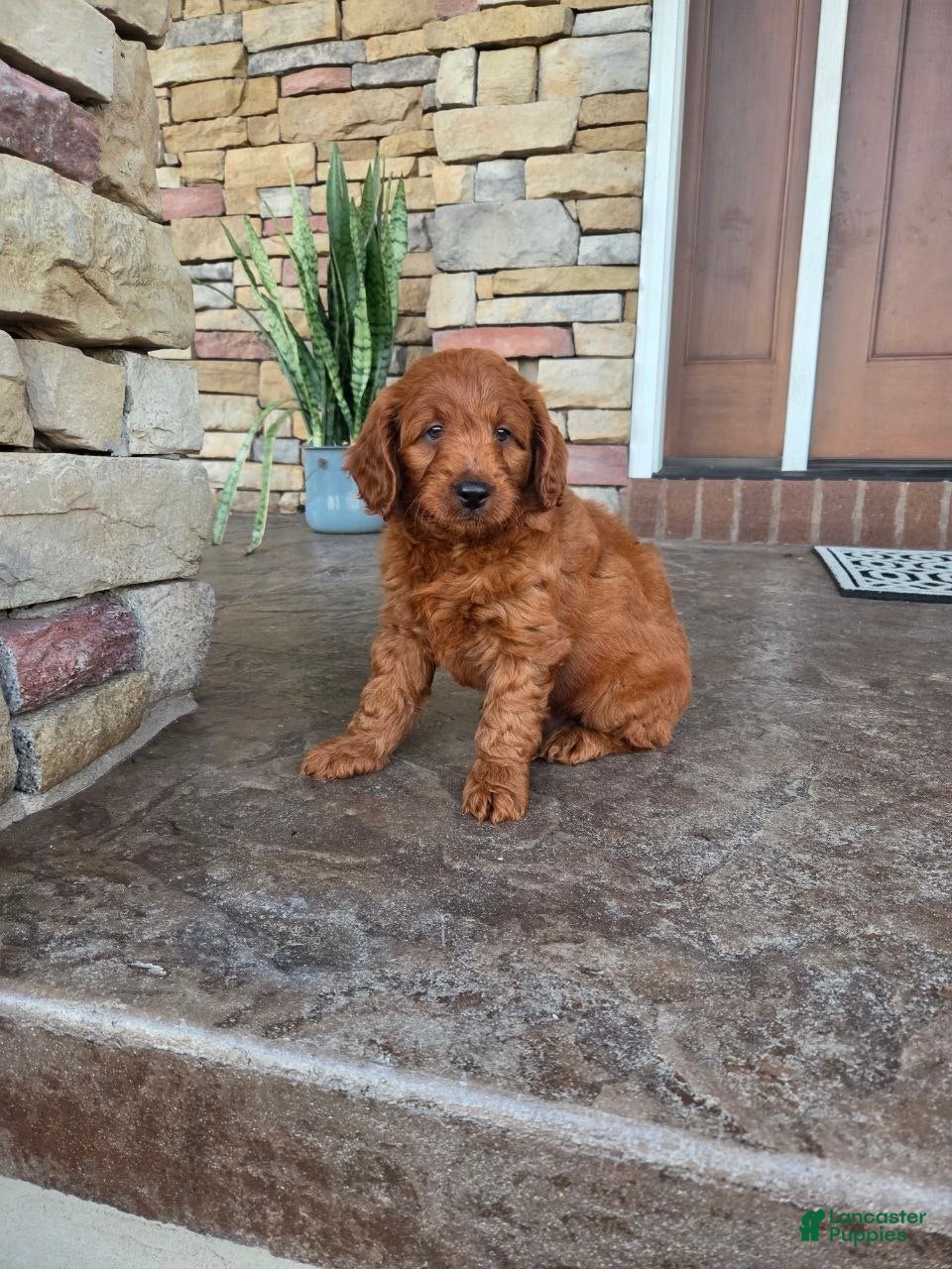 Mini Goldendoodle dogs Archie - Ad 1