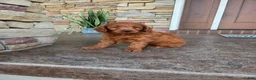 Mini Goldendoodle dogs for sale: Archie - Ad 1