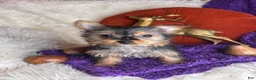 Yorkshire Terrier dogs for sale: Cherry - Ad 2