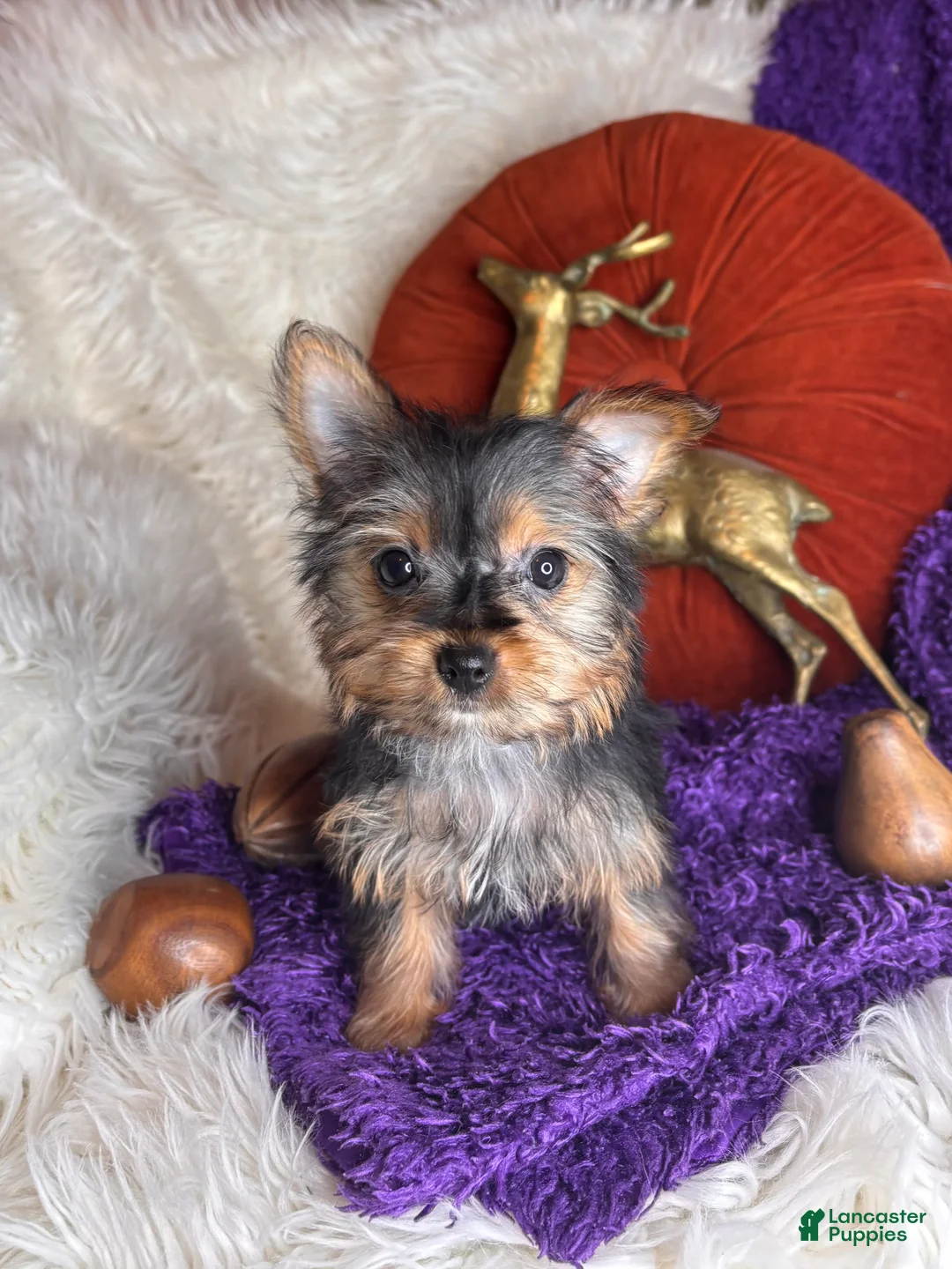 Yorkshire Terrier dogs for sale: Cherry - Ad 2