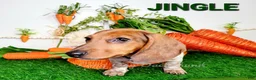 Miniature Dachshund dogs for sale: Jingle Miniature Dachshund Puppy 1 - Ad 16