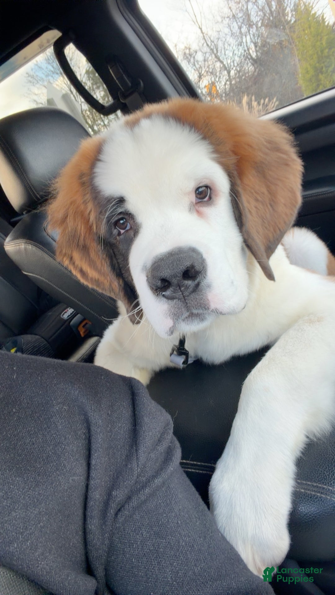 Saint Bernard dogs for sale: Travis  - Ad 1