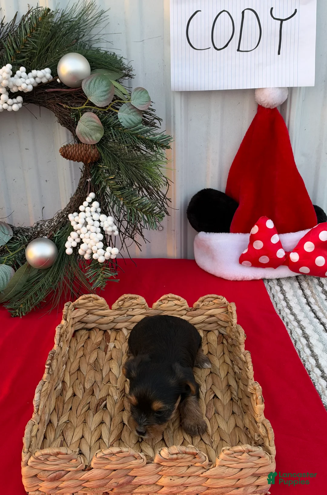 Yorkshire Terrier dogs for sale: Yorkshire Terrier 2 - Ad 2