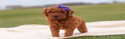 Mini Goldendoodle dogs for sale: Tilly - Ad 3