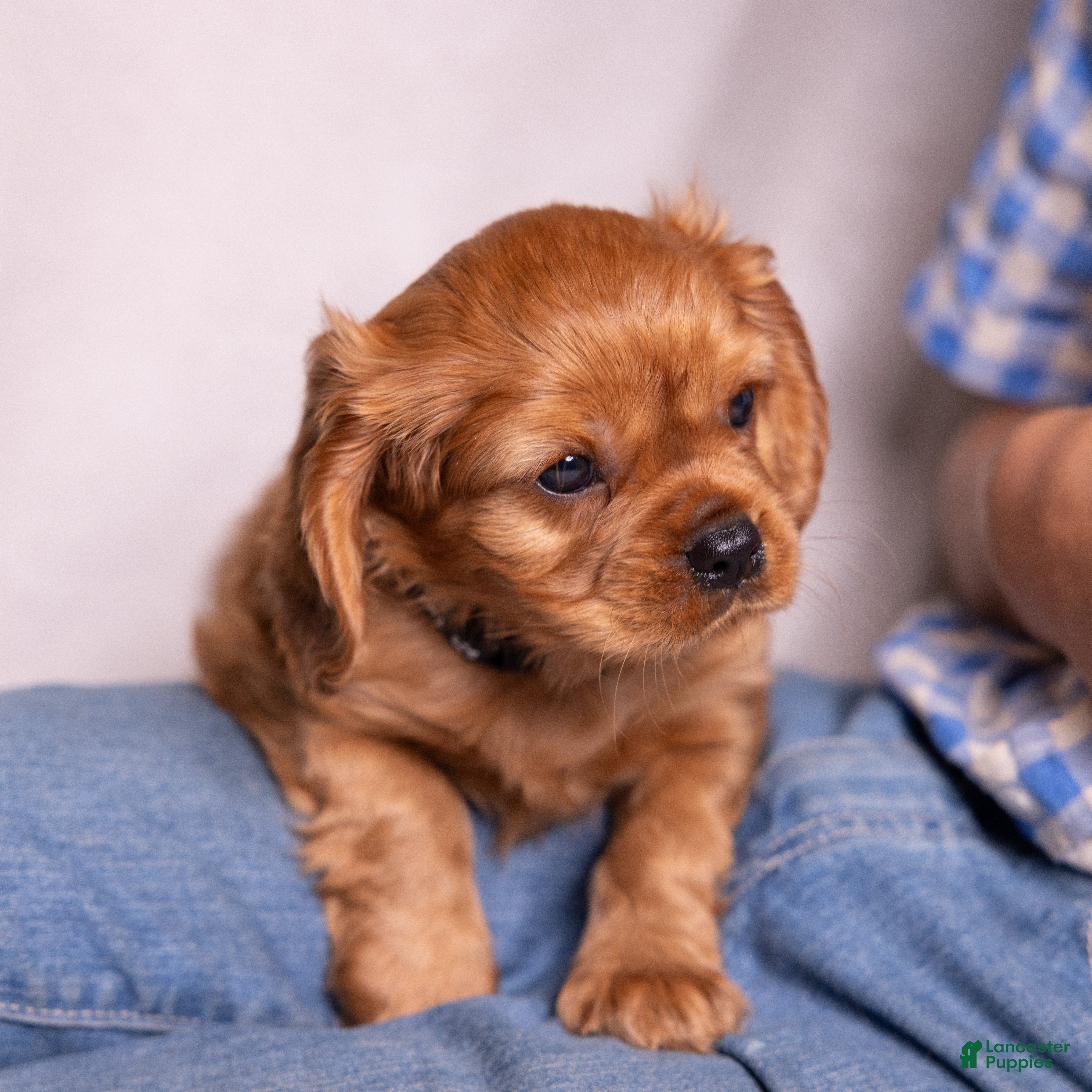 Cavalier King Charles Spaniel dogs Einstein - Ad 2