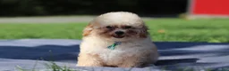 Miniature Poodle dogs for sale: Denver (AKC) - Ad 3