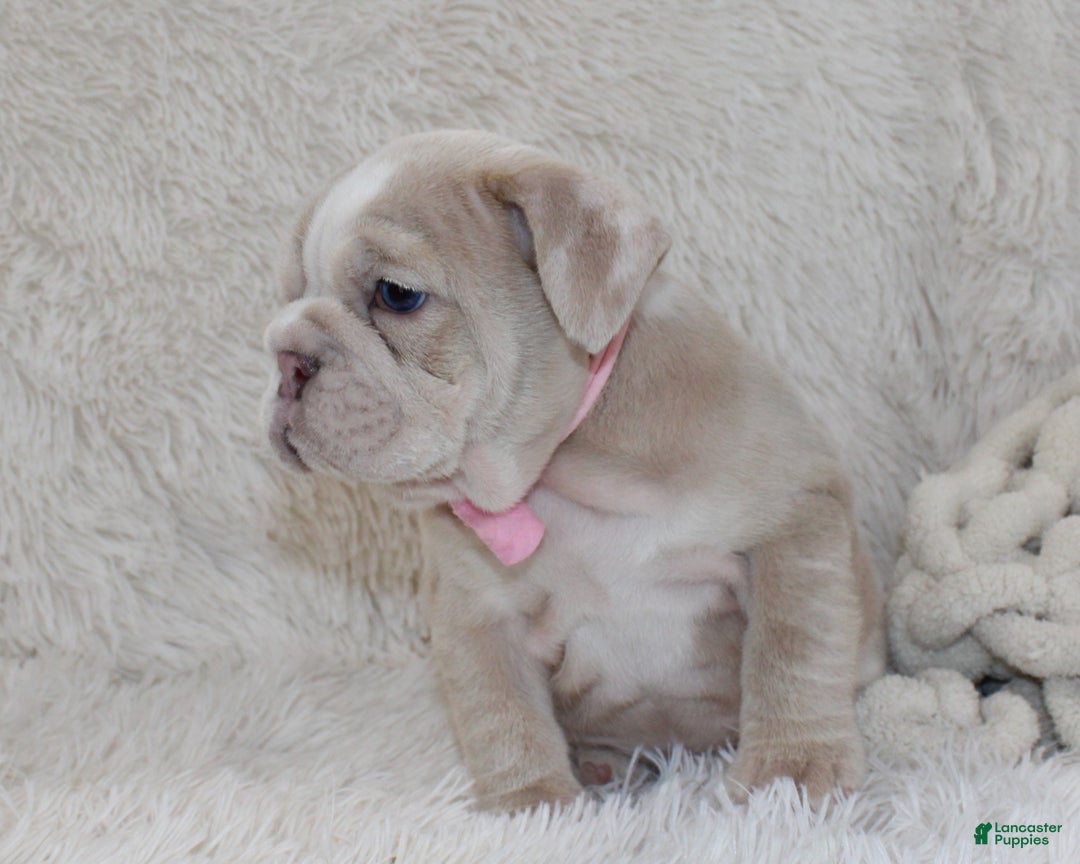 English Bulldog dogs for sale: Callie - Ad 4