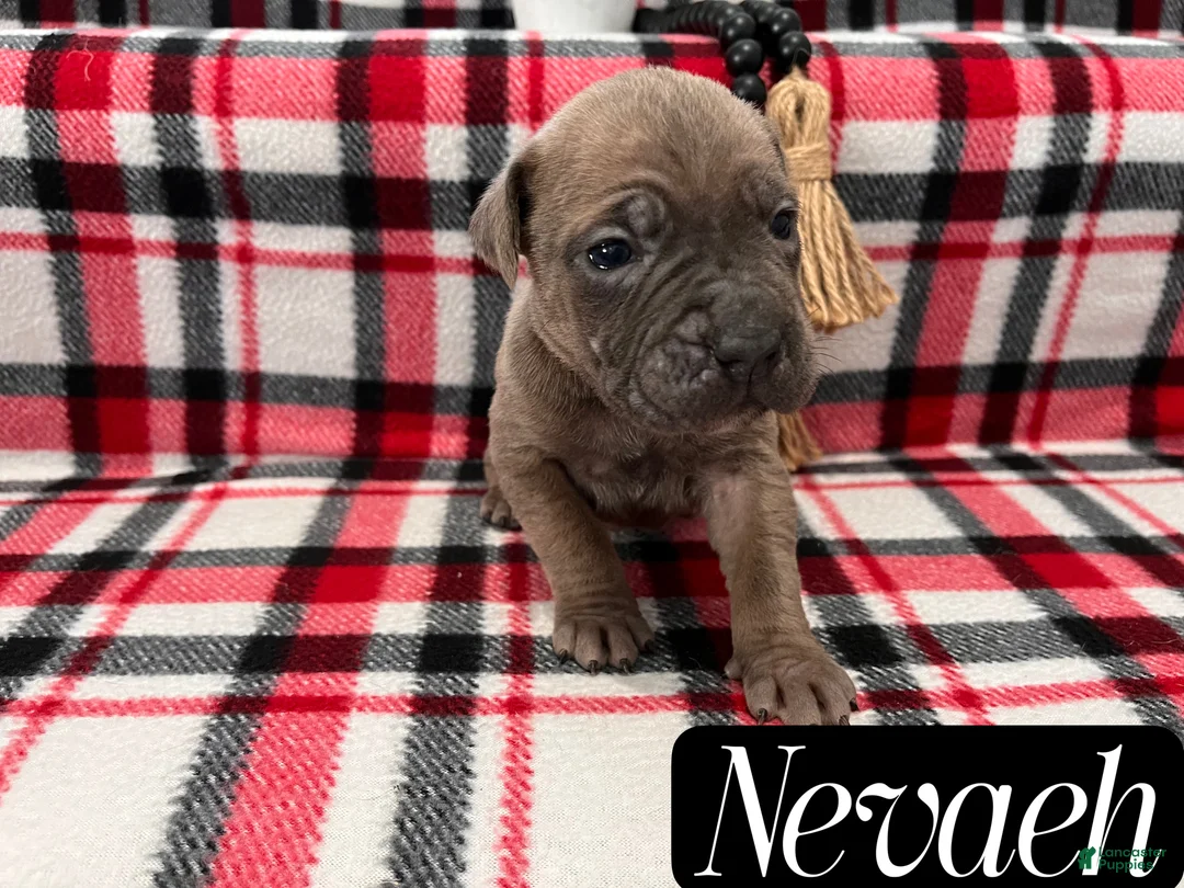 Cane Corso dogs for sale: Nikki - Ad 32