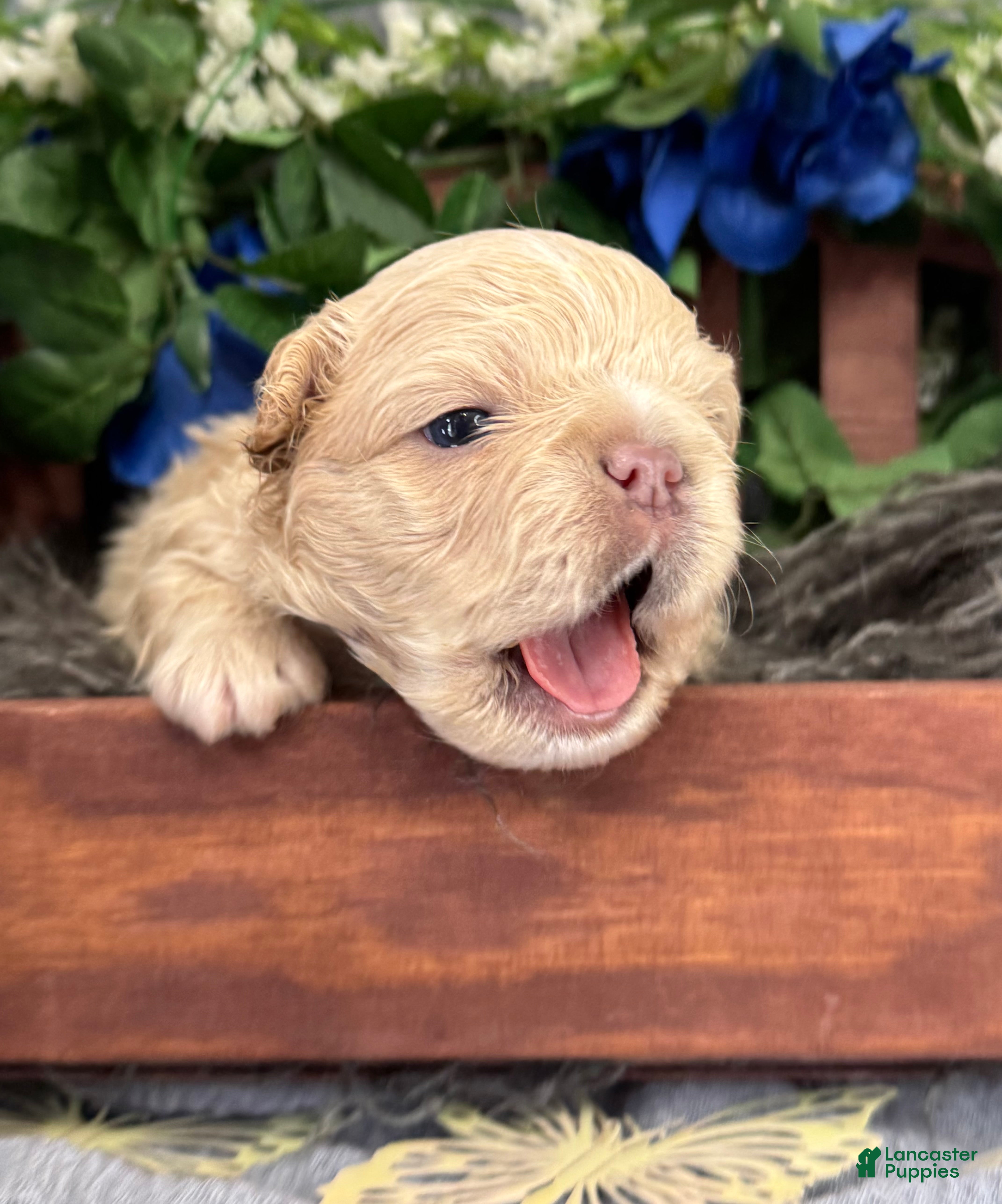 French Bulldog dogs for sale: Mr. Waffles  - Ad 4