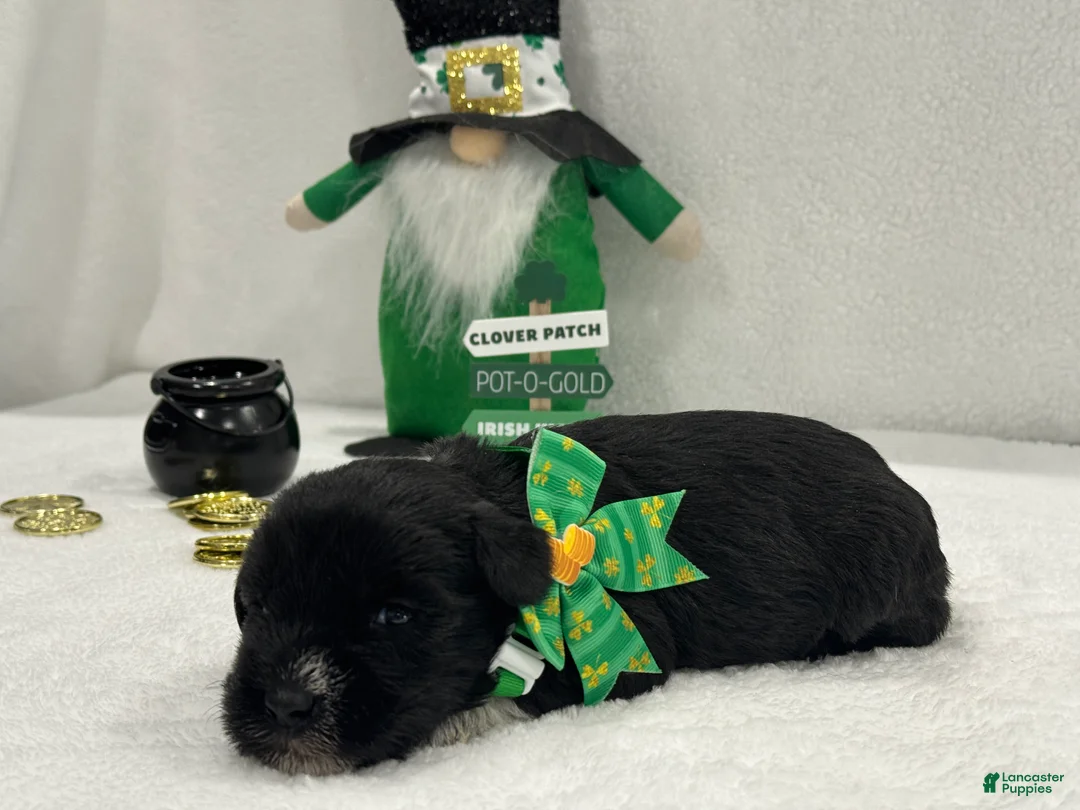 Miniature Schnauzer dogs for sale: Paisley Male 2 - Ad 4