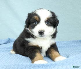Miniature Australian Shepherd dogs Ashton 🌵 - Ad 2