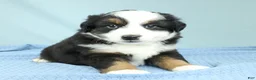 Miniature Australian Shepherd dogs for sale: Ashton 🌵 - Ad 2