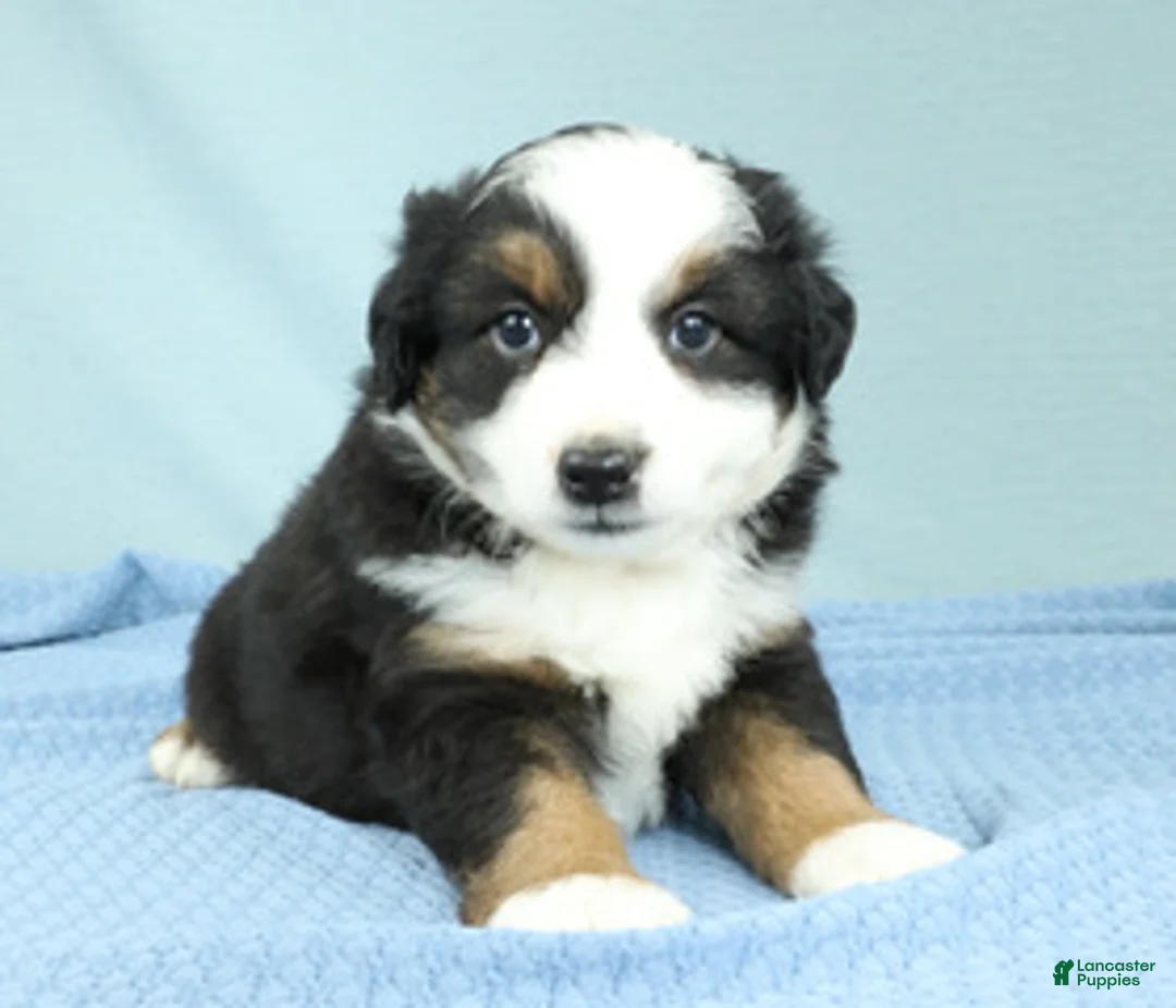 Miniature Australian Shepherd dogs for sale: Ashton 🌵 - Ad 2