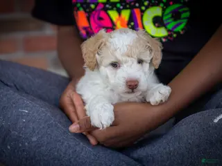 Miniature Poodle dogs for sale: Finn - Ad 3