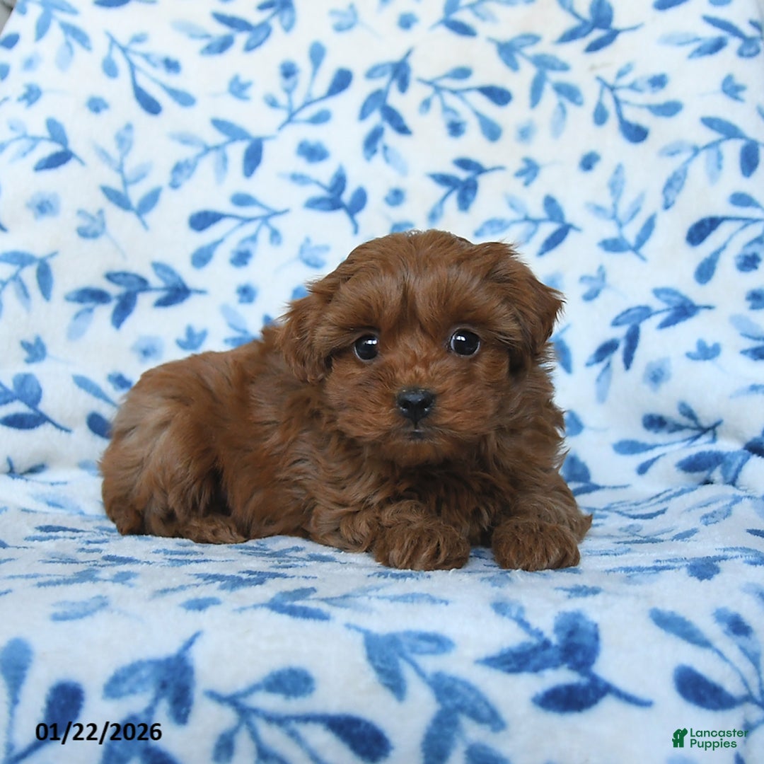 Cavapoo dogs for sale: Chloe - Ad 4