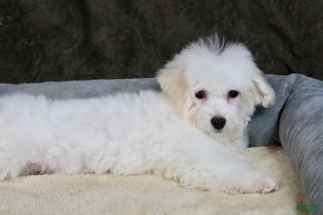 Teddy Bear dogs for sale: Dasher - Ad 10