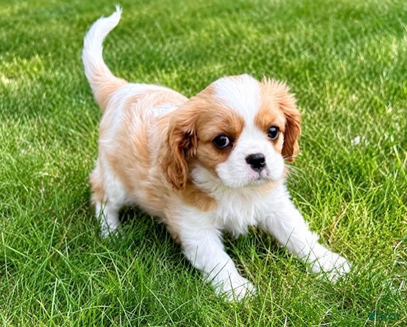 Cavalier King Charles Spaniel dogs Cavalier King Charles Spaniel (Rosie) - Ad 2